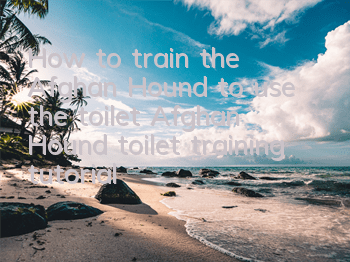 How to train the Afghan Hound to use the toilet? Afghan Hound toilet training tutorial
