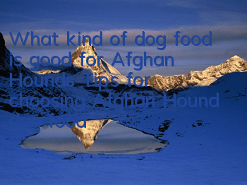 What kind of dog food is good for Afghan Hounds? Tips for choosing Afghan Hound dog food