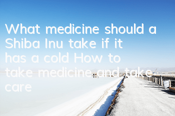 What medicine should a Shiba Inu take if it has a cold? How to take medicine and take care of a Shiba Inu if it has a cold