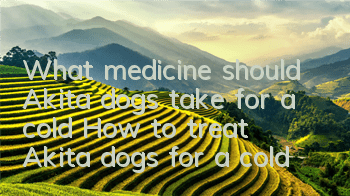What medicine should Akita dogs take for a cold? How to treat Akita dogs for a cold?