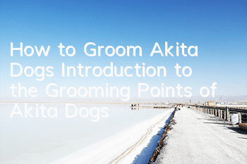 How to Groom Akita Dogs? Introduction to the Grooming Points of Akita Dogs