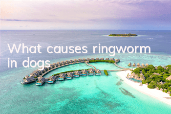 TWhat causes ringworm in dogs