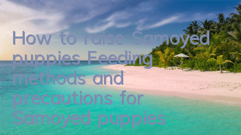 How to raise Samoyed puppies Feeding methods and precautions for Samoyed puppies