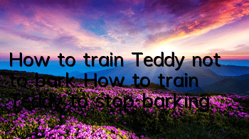 How to train Teddy not to bark? How to train Teddy to stop barking?