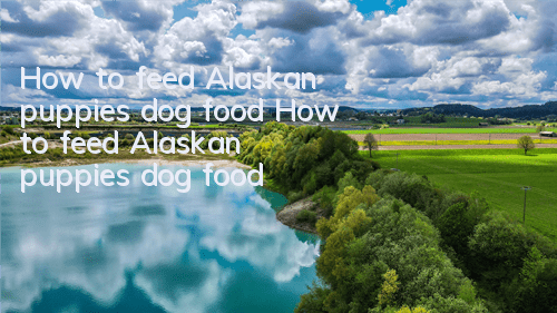 How to feed Alaskan puppies dog food How to feed Alaskan puppies dog food