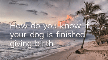 THow do you know if your dog is finished giving birth?