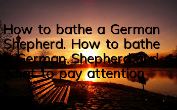 How to bathe a German Shepherd. How to bathe a German Shepherd and what to pay attention to.