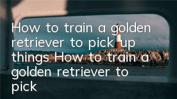 How to train a golden retriever to pick up things How to train a golden retriever to pick up things