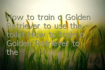 How to train a Golden Retriever to use the toilet? How to train a Golden Retriever to the toilet at a fixed location