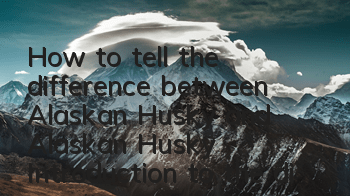 How to tell the difference between Alaskan Husky and Alaskan Husky? Introduction to the difference between Alaskan Husky and Alaskan Husky