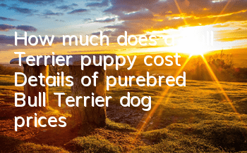 How much does a Bull Terrier puppy cost? Details of purebred Bull Terrier dog prices