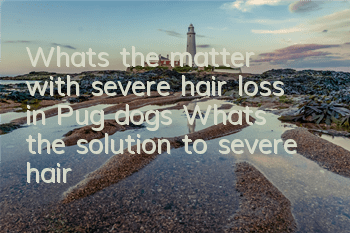 What’s the matter with severe hair loss in Pug dogs? What’s the solution to severe hair loss in Pug dogs?