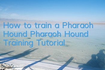 How to train a Pharaoh Hound Pharaoh Hound Training Tutorial
