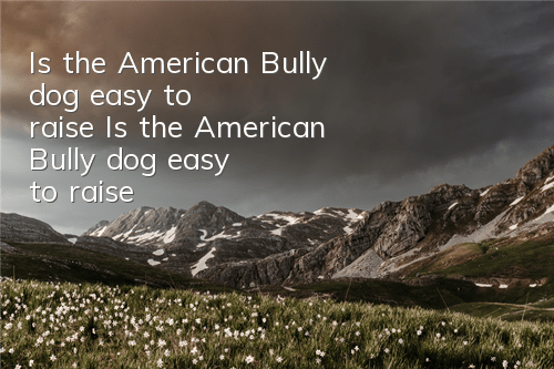 Is the American Bully dog ​​easy to raise? Is the American Bully dog ​​easy to raise?