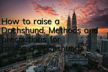 How to raise a Dachshund. Methods and precautions for raising a Dachshund.