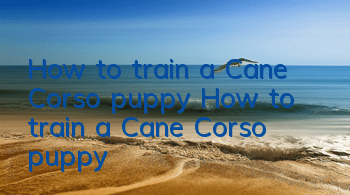 How to train a Cane Corso puppy How to train a Cane Corso puppy