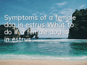 Symptoms of a female dog in estrus What to do if a female dog is in estrus