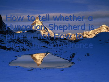 How to tell whether a Hungarian Shepherd is pure or not? How to check the appearance of a purebred Hungarian Shepherd