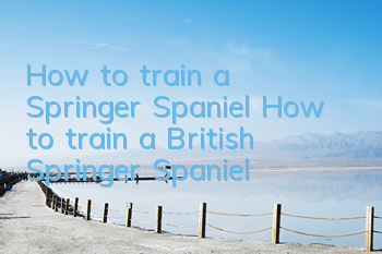 How to train a Springer Spaniel How to train a British Springer Spaniel