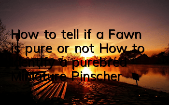 How to tell if a Fawn is pure or not? How to identify a purebred Miniature Pinscher