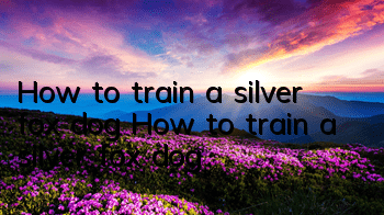 How to train a silver fox dog How to train a silver fox dog