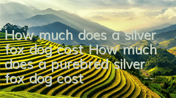 How much does a silver fox dog cost? How much does a purebred silver fox dog cost?
