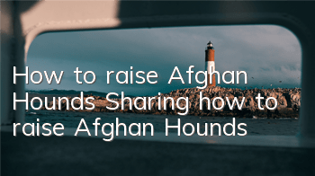 How to raise Afghan Hounds Sharing how to raise Afghan Hounds