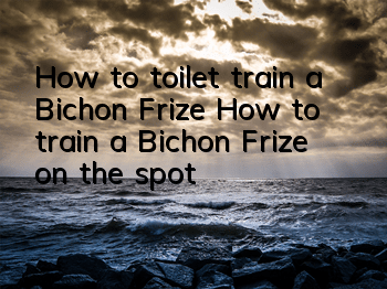 How to toilet train a Bichon Frize? How to train a Bichon Frize on the spot