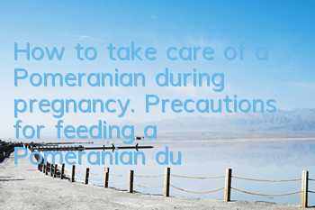 How to take care of a Pomeranian during pregnancy. Precautions for feeding a Pomeranian during pregnancy.
