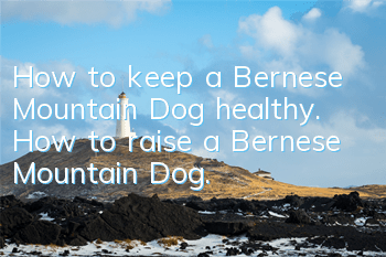 How to keep a Bernese Mountain Dog healthy. How to raise a Bernese Mountain Dog.
