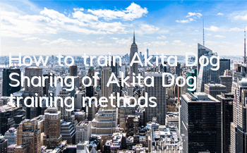How to train Akita Dog Sharing of Akita Dog training methods