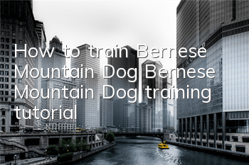 How to train Bernese Mountain Dog Bernese Mountain Dog training tutorial