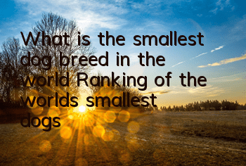 What is the smallest dog breed in the world? Ranking of the world's smallest dogs