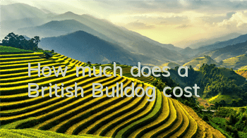 How much does a British Bulldog cost?