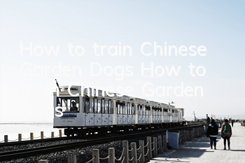 How to train Chinese Garden Dogs How to train Chinese Garden Dogs