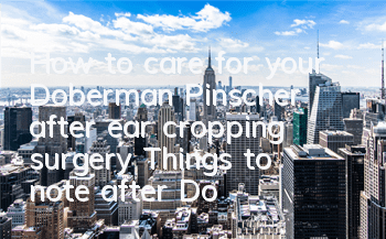 How to care for your Doberman Pinscher after ear cropping surgery? Things to note after Doberman Pinscher ear cropping surgery