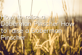 How to raise a Doberman Pinscher How to raise a Doberman Pinscher