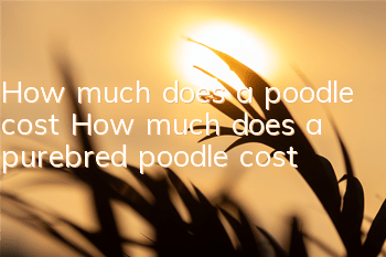 How much does a poodle cost? How much does a purebred poodle cost?