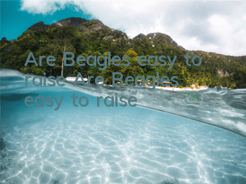 Are Beagles easy to raise? Are Beagles easy to raise?