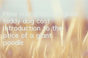How much does a giant teddy dog ​​cost? Introduction to the price of a giant poodle
