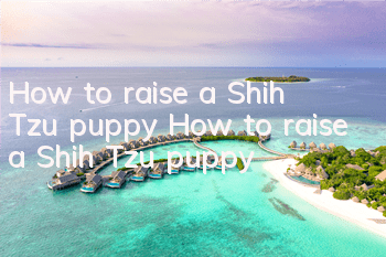How to raise a Shih Tzu puppy How to raise a Shih Tzu puppy