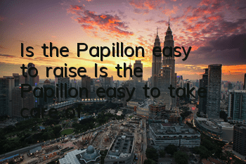 Is the Papillon easy to raise? Is the Papillon easy to take care of?
