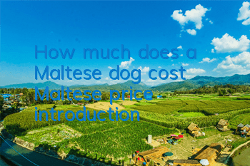 How much does a Maltese dog cost? Maltese price introduction