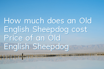 How much does an Old English Sheepdog cost? Price of an Old English Sheepdog