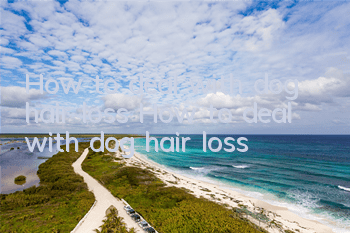 How to deal with dog hair loss How to deal with dog hair loss