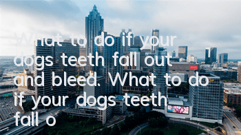 What to do if your dog’s teeth fall out and bleed. What to do if your dog’s teeth fall out and bleed.