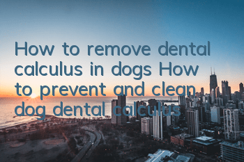 How to remove dental calculus in dogs How to prevent and clean dog dental calculus