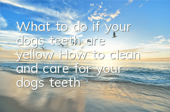 What to do if your dog’s teeth are yellow? How to clean and care for your dog’s teeth