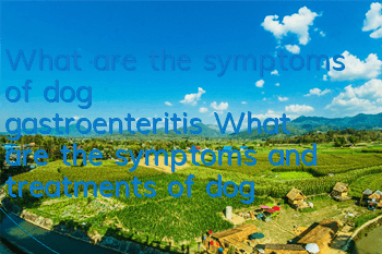 What are the symptoms of dog gastroenteritis? What are the symptoms and treatments of dog gastroenteritis?