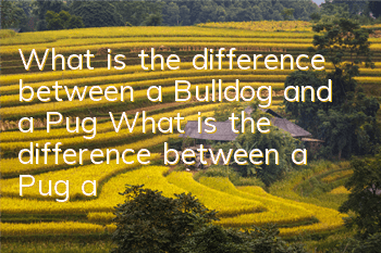 What is the difference between a Bulldog and a Pug? What is the difference between a Pug and a Bulldog?